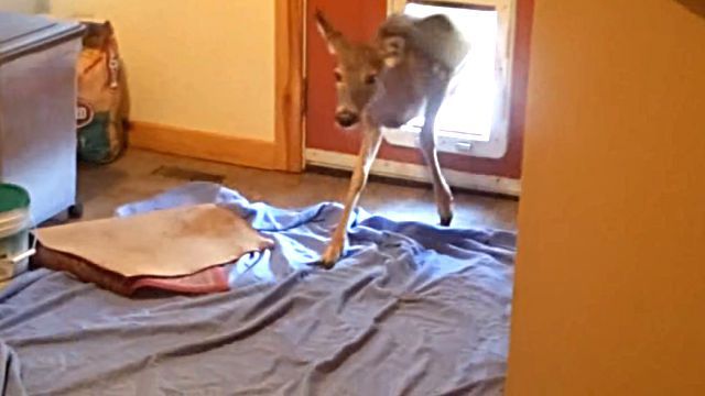 deer1