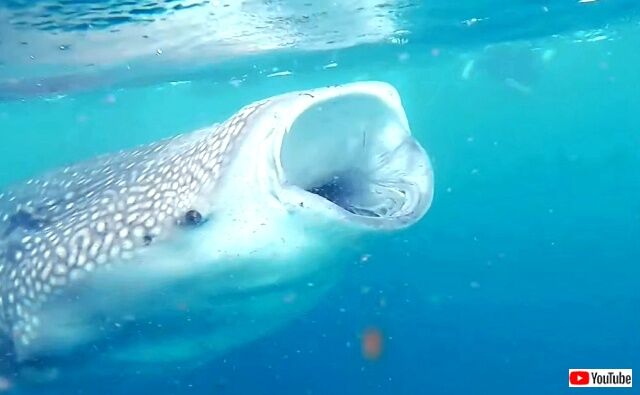 whaleshark2_640