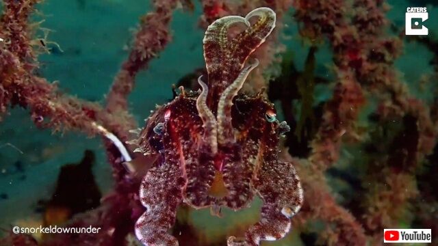 cuttlefishcamo3_640