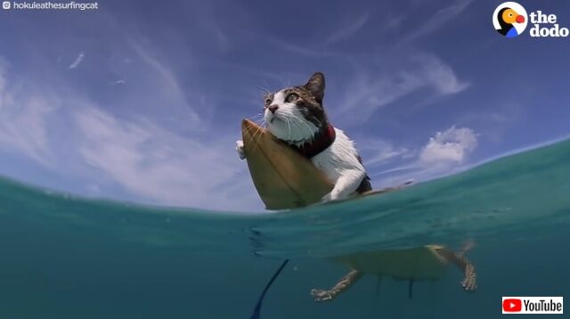 「海が好き！水遊び大好き！」星の名を名前に持つ猫、ハワイの海でサーフィンを満喫する