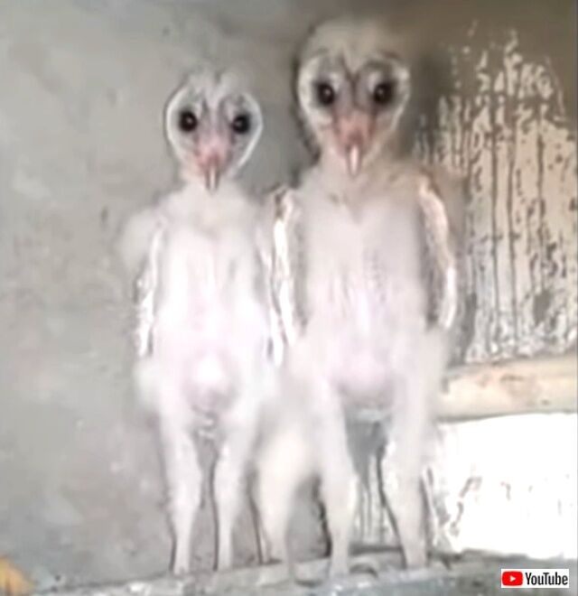 ailienowls1_640