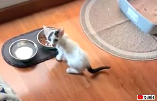 meowing2_640