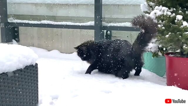 inthesnow3_640