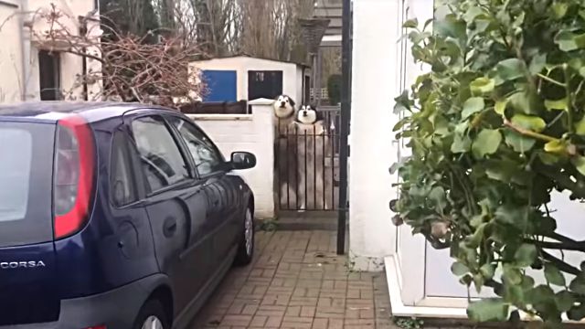 malamutes1