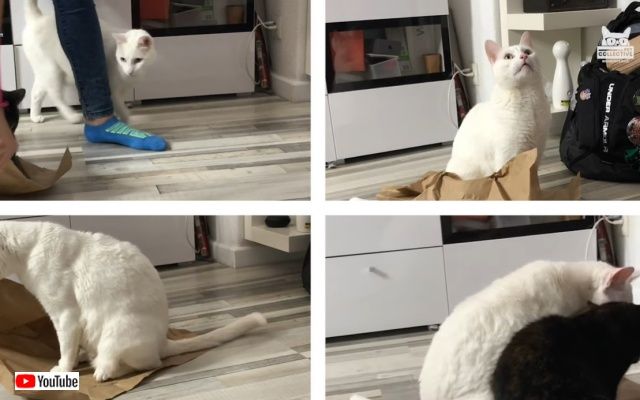 bestpet_may2019_0_batch