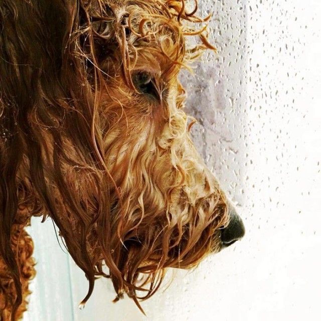 animals-about-to-drop-album-photos-58aeb45c5b62c__700_e