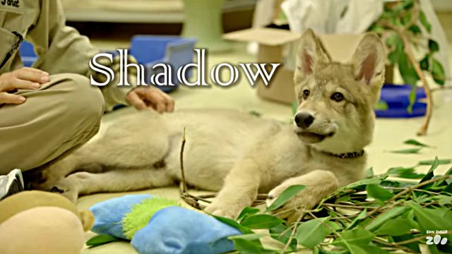 shadow1