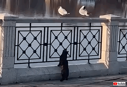 seagull