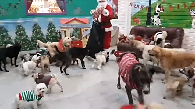 santadogs2
