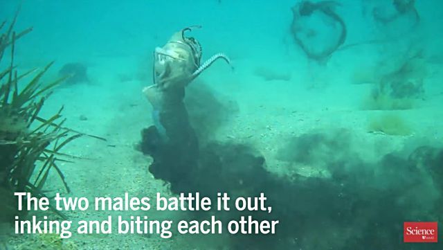 cuttlefish8