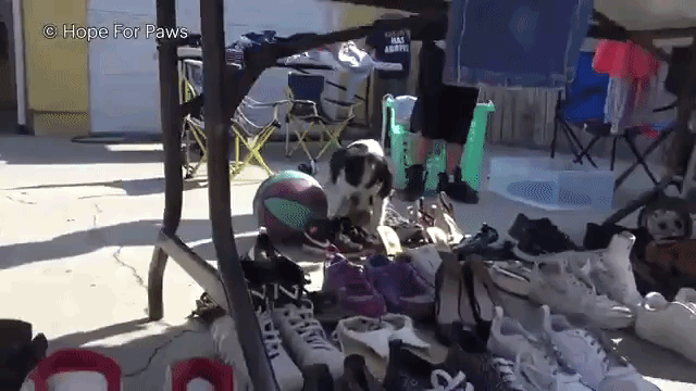 Hope For Paws 車に轢かれた犬がいる 救助に駆けつけたスタッフの目の前で倒れてしまった犬を救え マランダー Hope For Paws 車に轢かれた犬がいる 救助に駆けつけたスタッフの目の前で倒れてしまった犬を救え マランダー