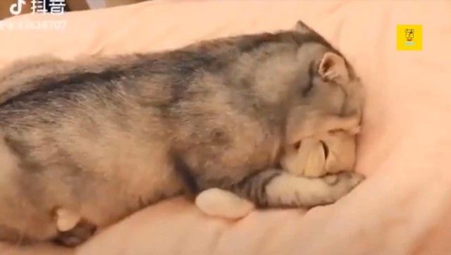 dogsncatscute1_e