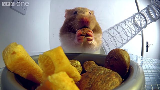 hamsterscheeks2