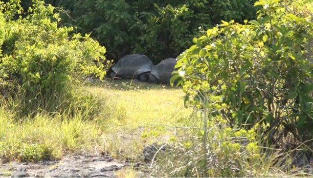 matingtortoises1_e