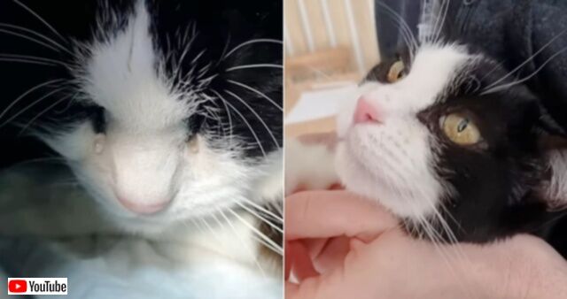 「みんな歯磨きはちゃんとしよう！」お腹の手術から1年半。ベラルーシの保護猫、再び体調を崩して病院へ
