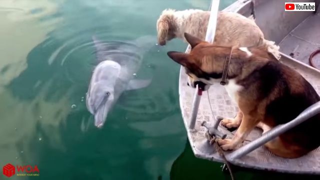 dogndolphin2_640
