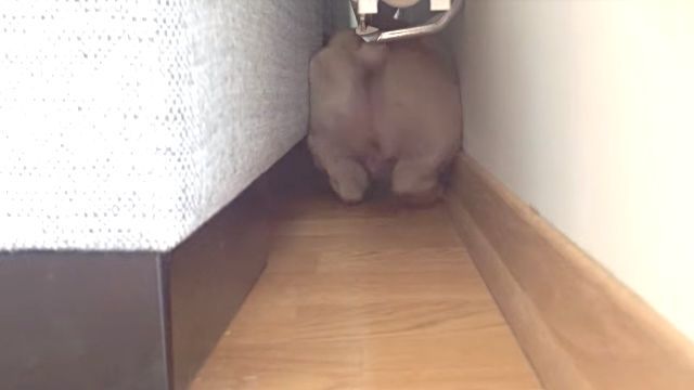 FBpuppy2