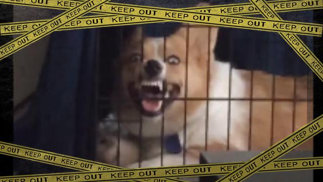 horrordog [www-frame