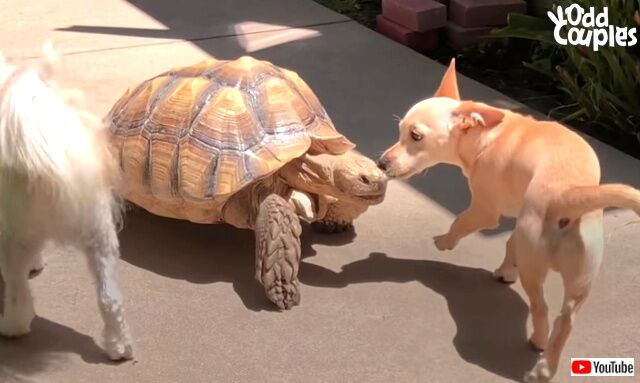 犬と亀、たとえ種族は違っても親友だよ！庭のケヅメリクガメになついてしまった保護子犬