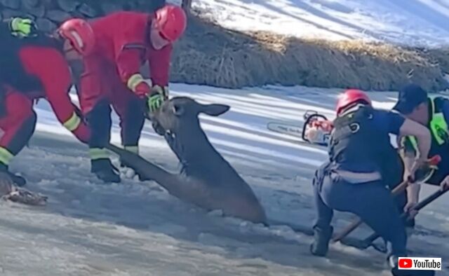 頑張れ、もう少しだ！凍った池に落ちた鹿、消防隊が力を合わせて救出に成功