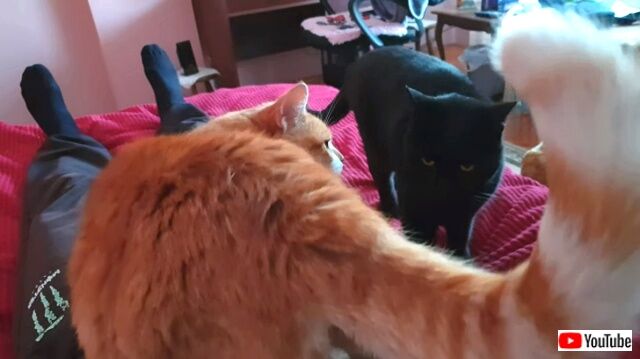 twocatsonelap7_640