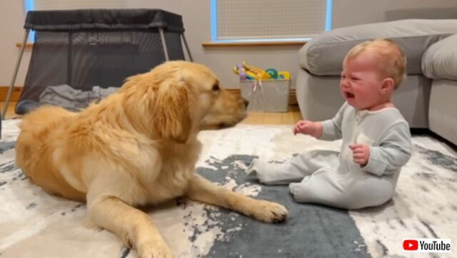 愛犬「ごめんね、わざとじゃないんだよ！」泣き出してしまった赤ちゃんに、やさしくご機嫌をとるゴールデン