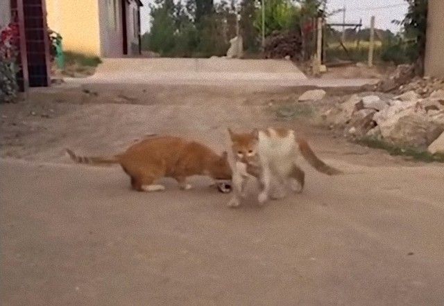 mothercats4_e