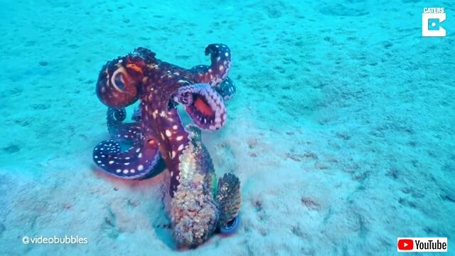 octopushunts0_640