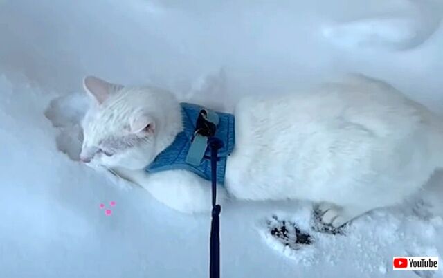 snowcat4_640
