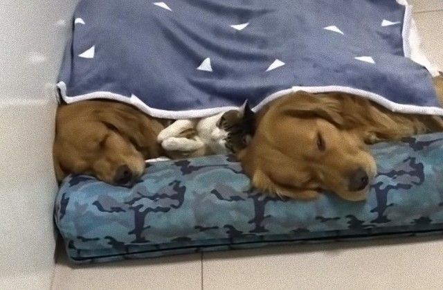 catngolden0_e