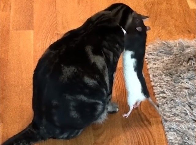 bestpet20180823_e