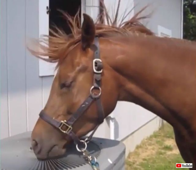funnyhorses1_640