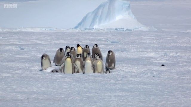 penguinchicks1_e
