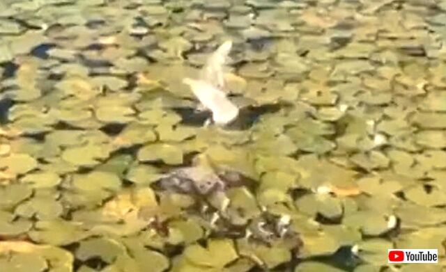 duck1_640
