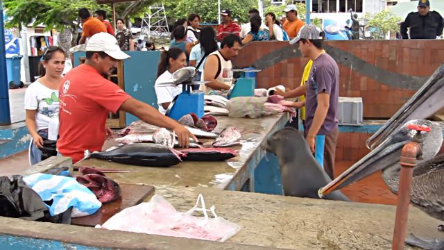 fishmarket1