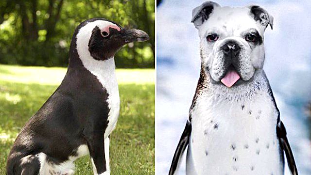 penguin8_ea