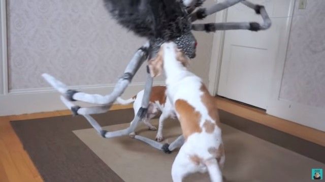 dognspider6_e