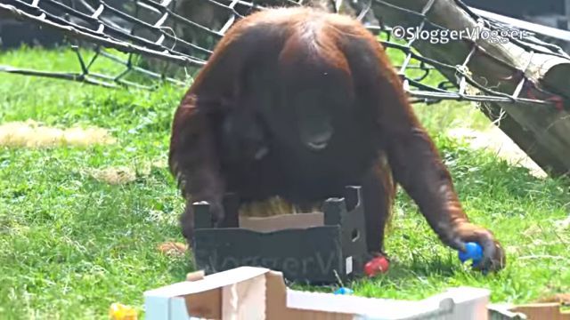 orangutan3
