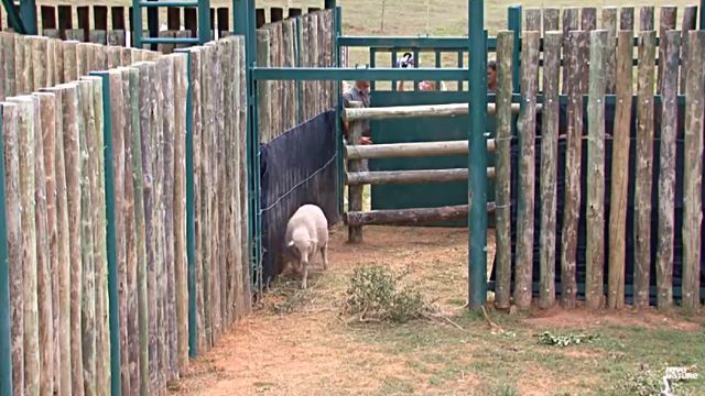 sheepnelephant2
