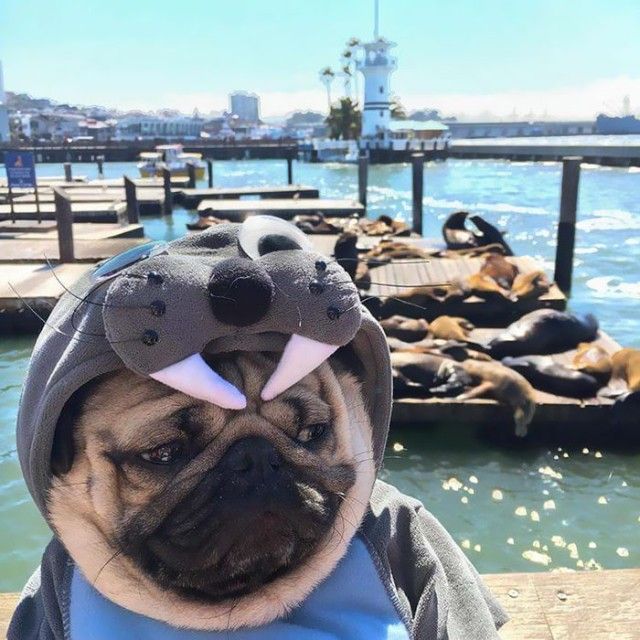 animals-about-to-drop-album-photos-36-58aee8b82e072__700_e