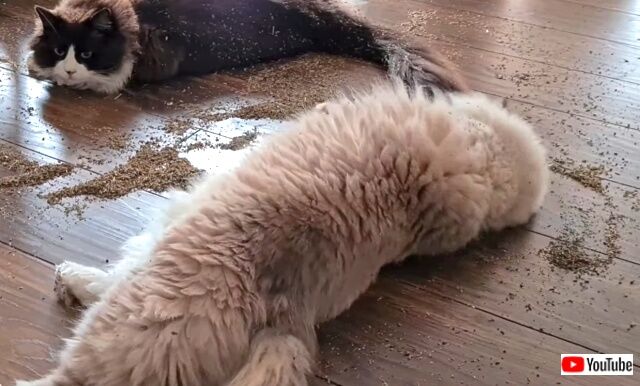 catnip4_640