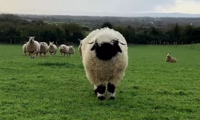 sheep2_batch