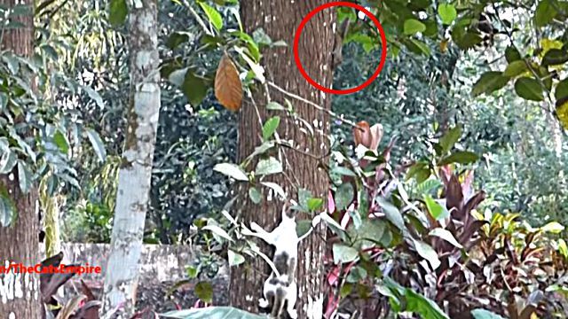 catnsquirrel3