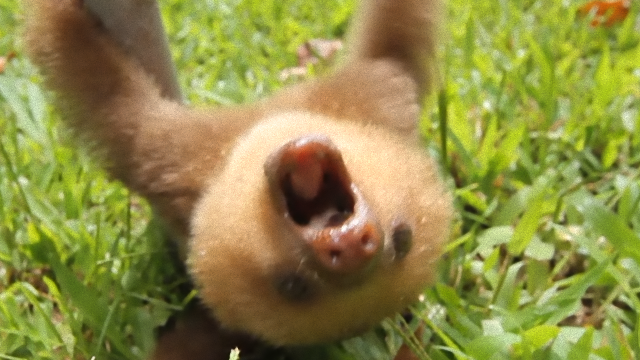 sloth-3_e_e