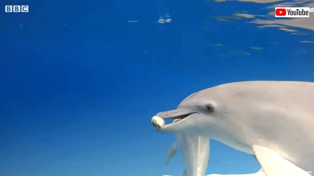 dolphinsplaypufferfish7_640