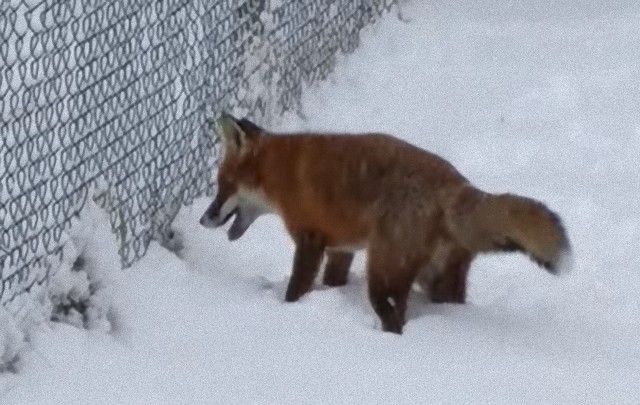 foxinthegarden2_e