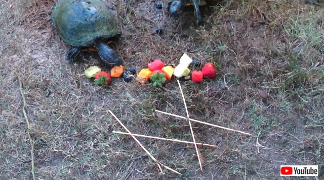 fishkabobs5_640