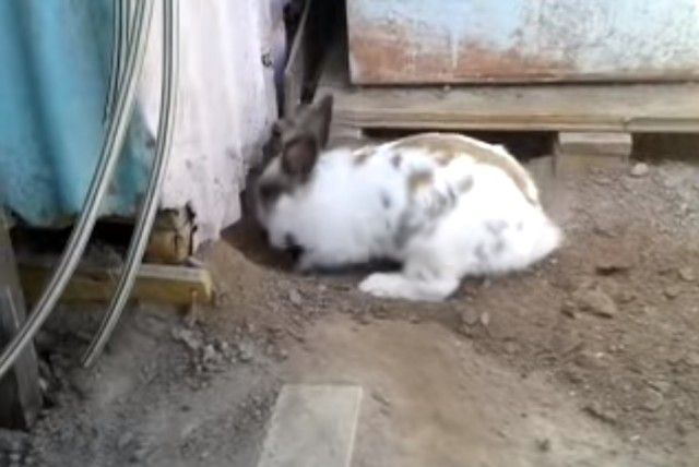 digging3_e