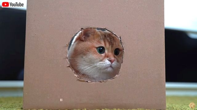 cartonboxhosico1_640