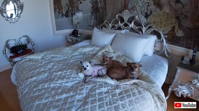 dogsnmansion6_640